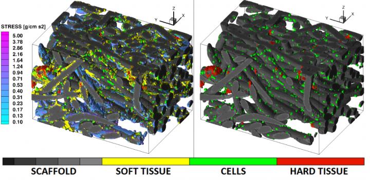 Scaffold Modelled Using Image-Based Lattice Boltzmann Method