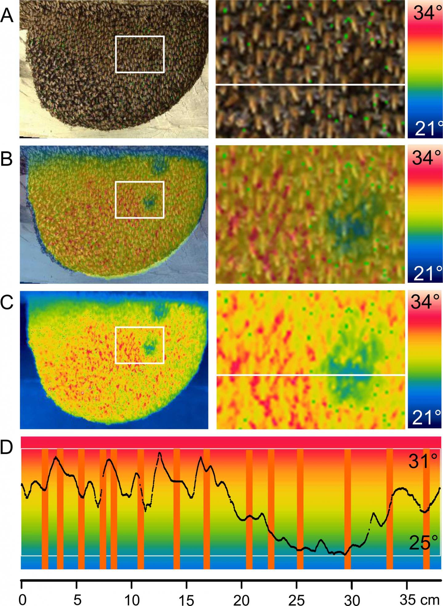 Asian Giant Honeybees May Move in Synchrony to Ventilate Nests