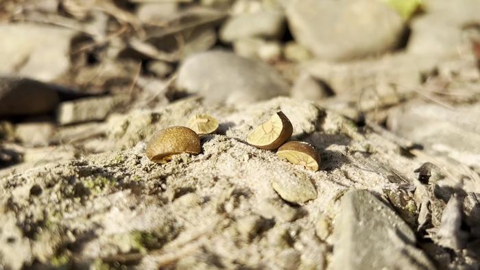 Real-time jump of Mexican jumping beans