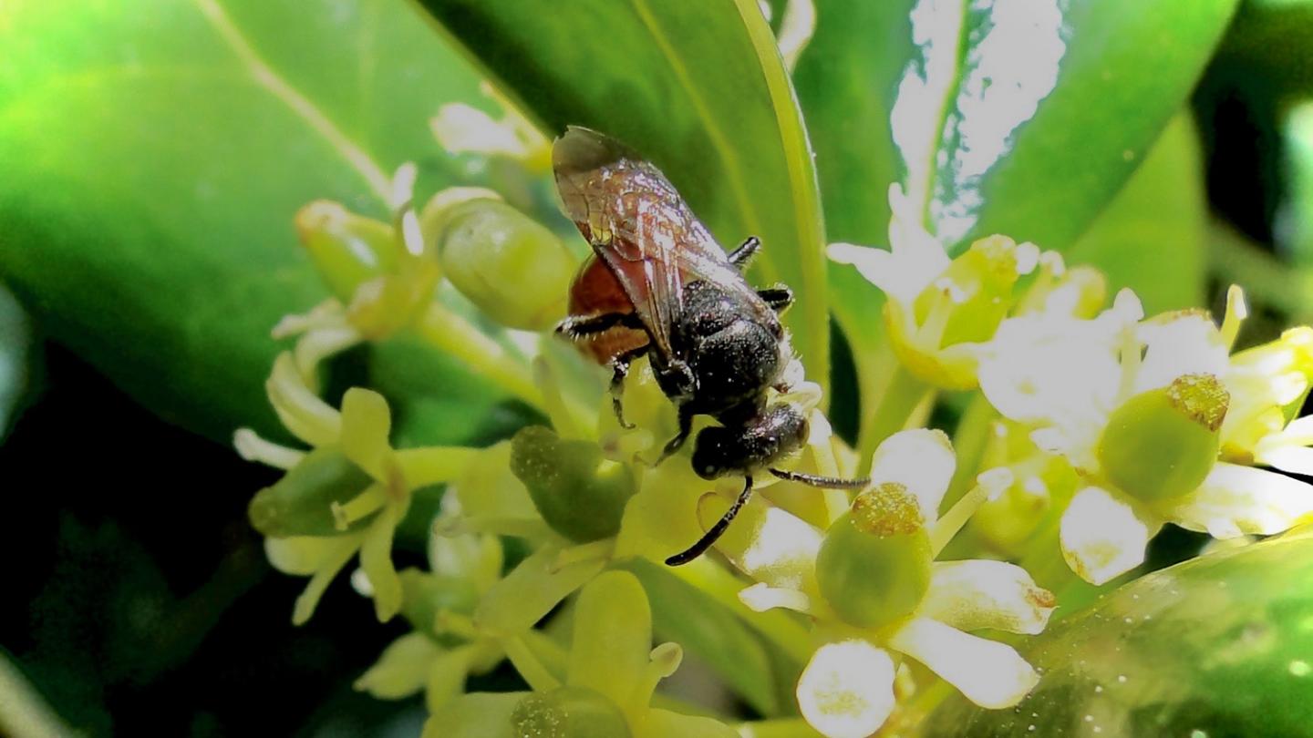 Bees Thrive in Pine Forests that Burn Regularly