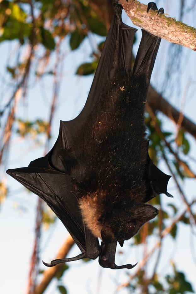 giant flying fox bat