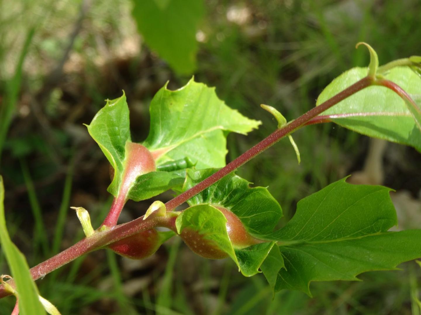 Chestnut Gall Wasp