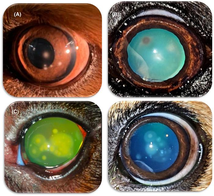 Figure 1: Florida spot keratopathy in four dogs