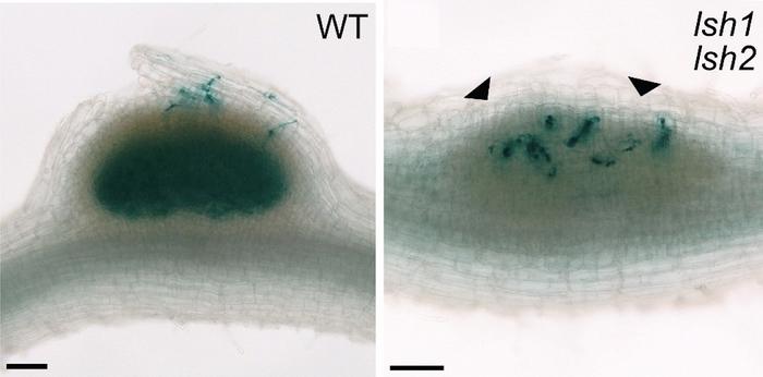 Loss of LSH1/2 leads to a severe reduction of fully colonised nodule primordia