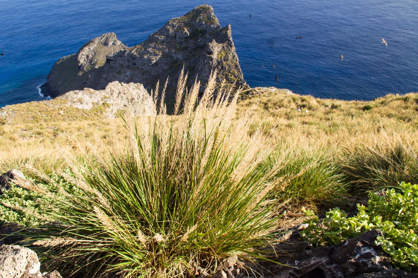 Remote Hawaiian Island Harbors Snail Survivors