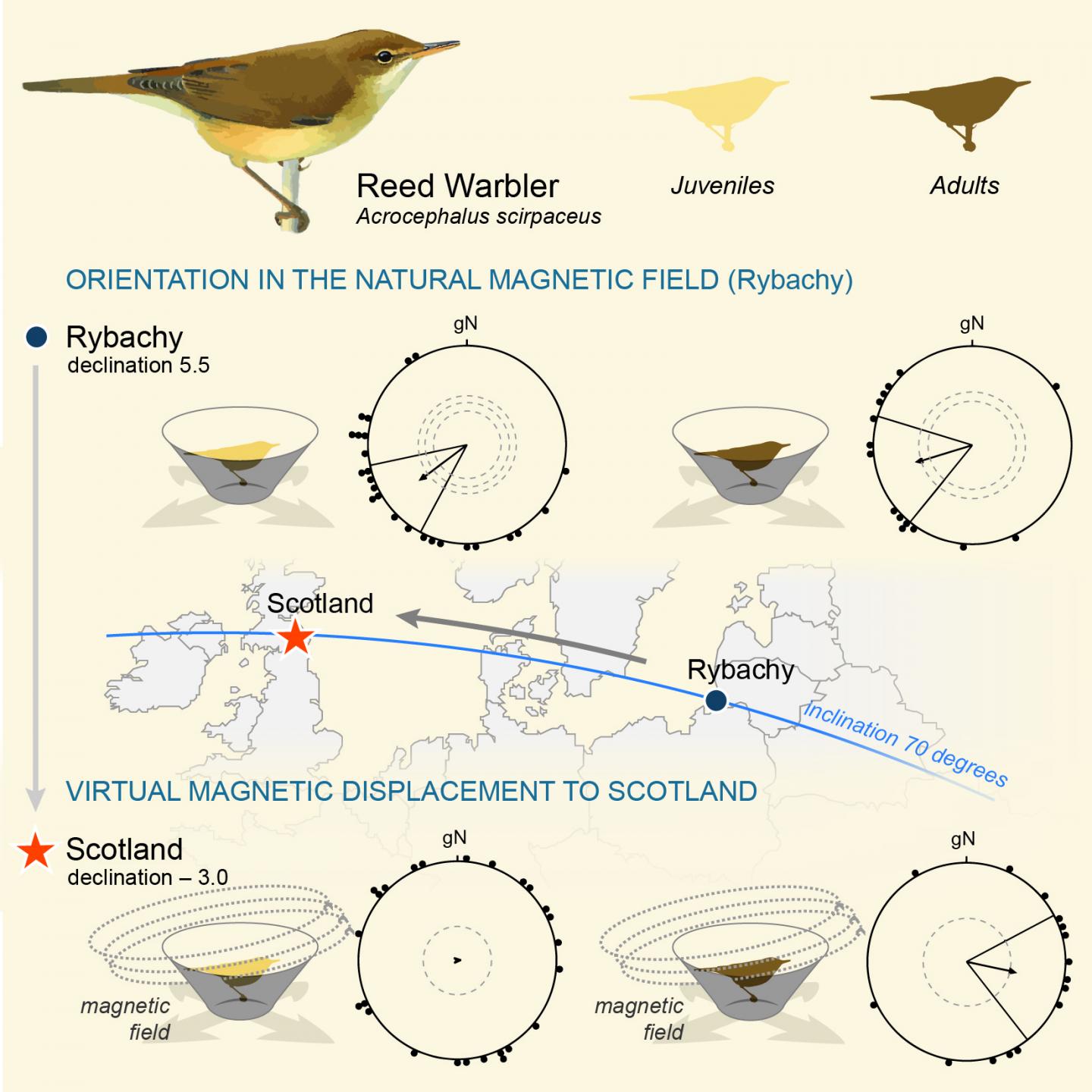 Warblers and Virtual Magnetic Displacements