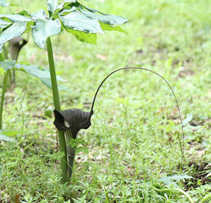 Figure 2: Arisaema urashima’s long fishing rod-like appendage