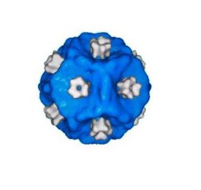 Cartoon Image of phi-6 Procapsid