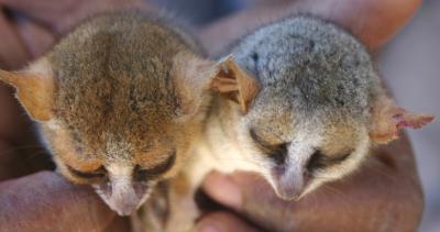 Mouse Lemurs with Distinct Coat Colors and Shared Genetics