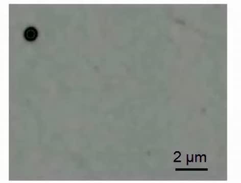 Magnetic Bead Moving Inside The Cell