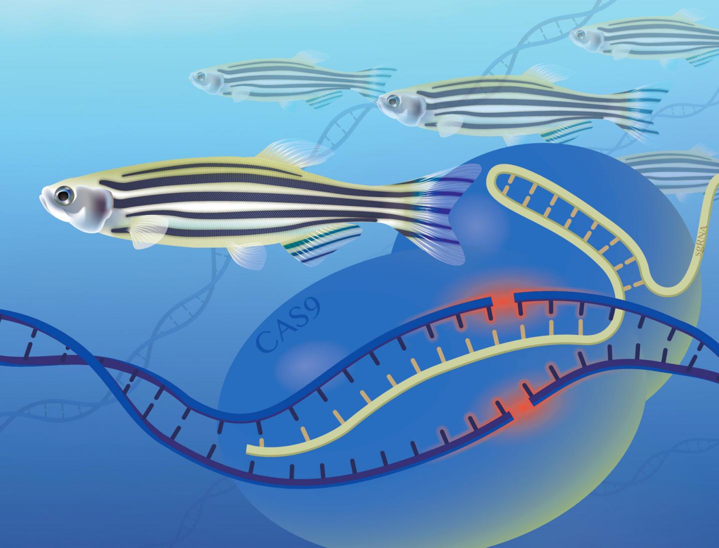 zebrafish for genetic research