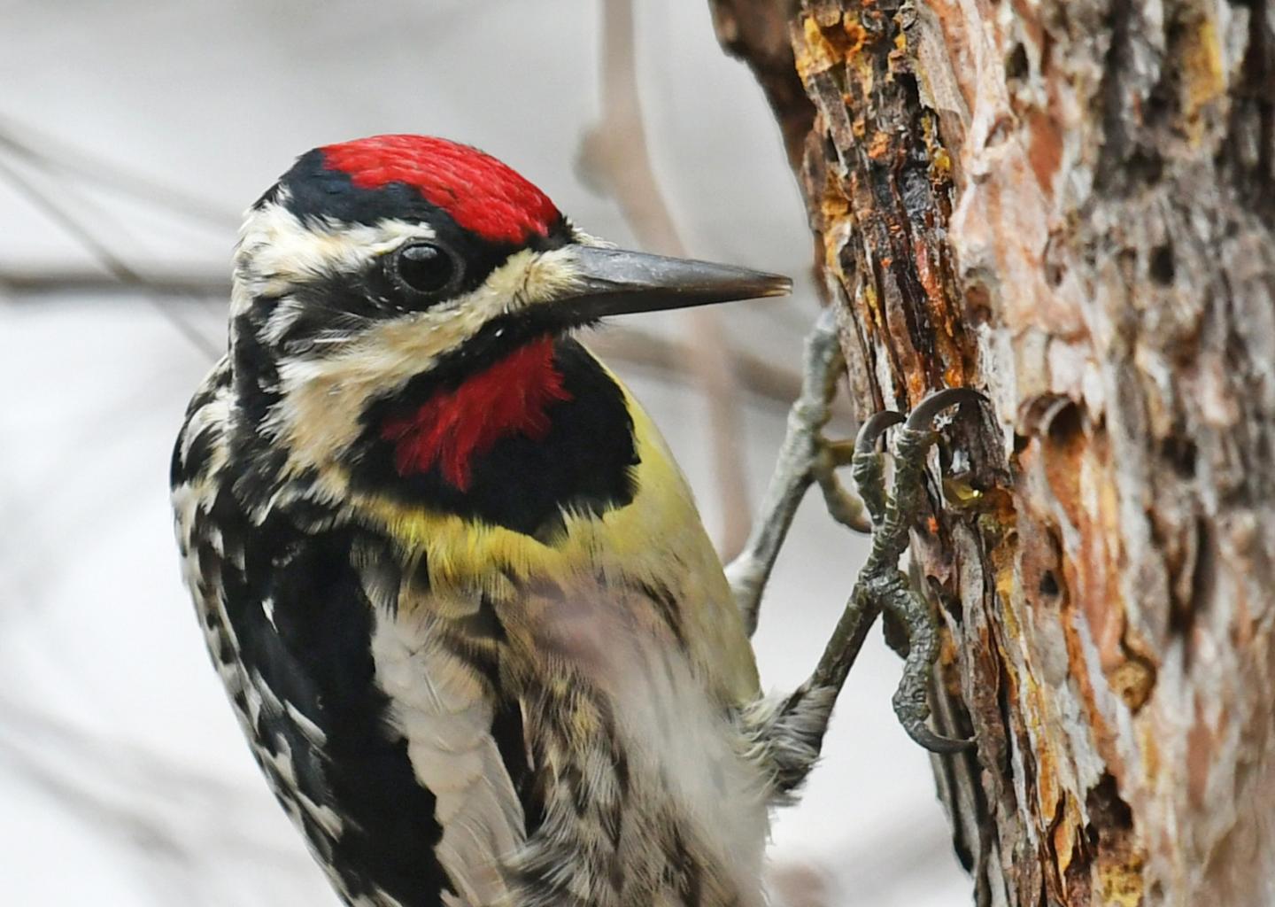 Yellow-bellied Sapsucker