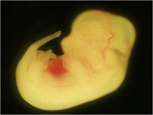 Flexible Sex Determination I Image Eurekalert Science News Releases 8327