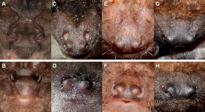 Nostril Alignment in 4 Species of Vespertilionid Bats