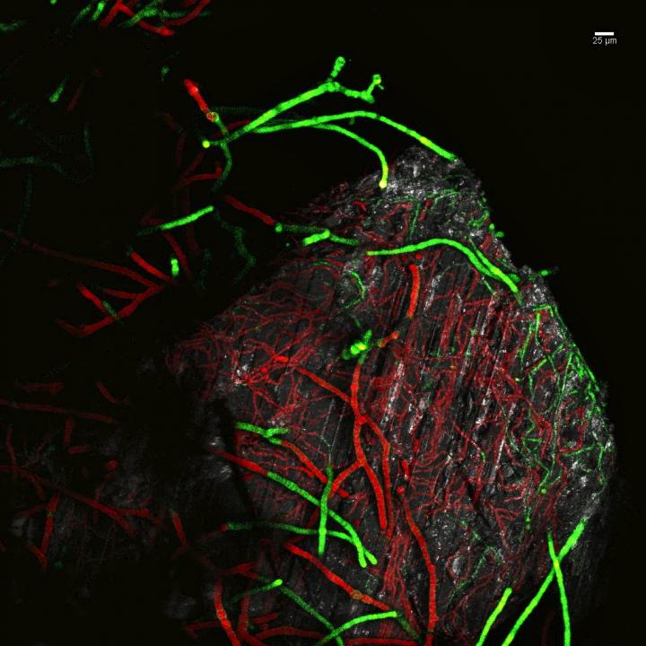 Boring and Non-Boring Bacterial Filaments