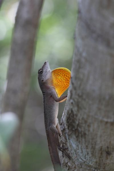 Brown Anole