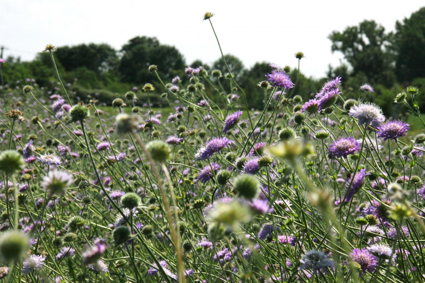 Field Scabious
