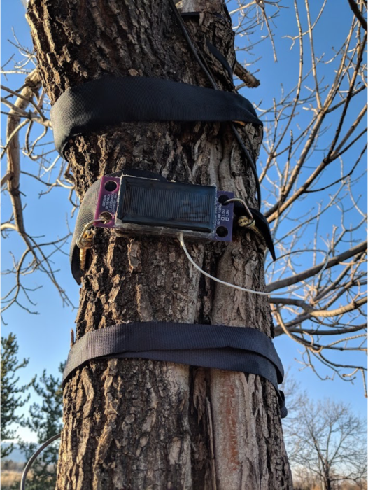 A tree "fitbit"