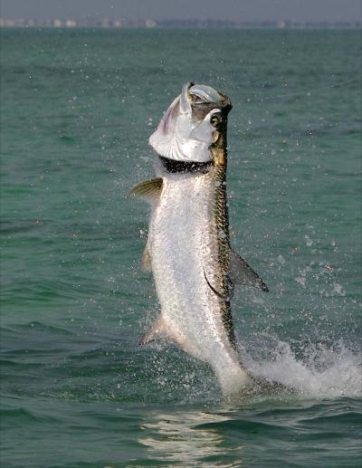 Award-winning book on tarpon features chapter  EurekAlert!