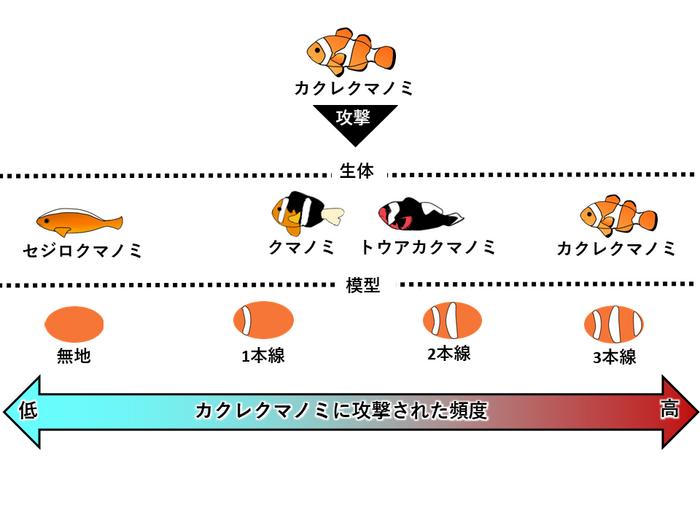 (JA) Figure showing that the frequency of aggressive behavior displayed towards live and model clown anemonefish is higher towards fish with more vertical bars