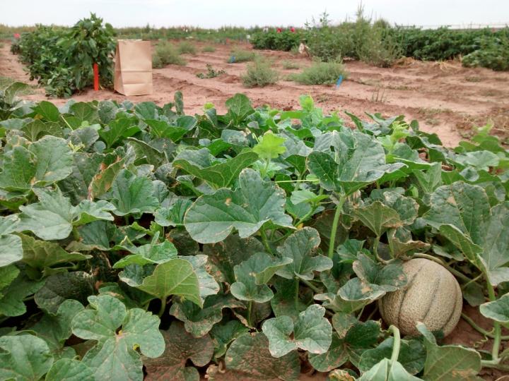 Improving US Melon Crop Focus of $4.4 Million Study