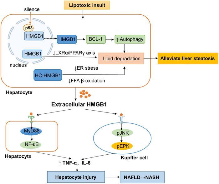 Roles of nuclear and extracellular HMGB1 in the pathogenesis of NAFLD