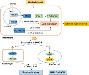 Roles of nuclear and extracellular HMGB1 in the pathogenesis of NAFLD