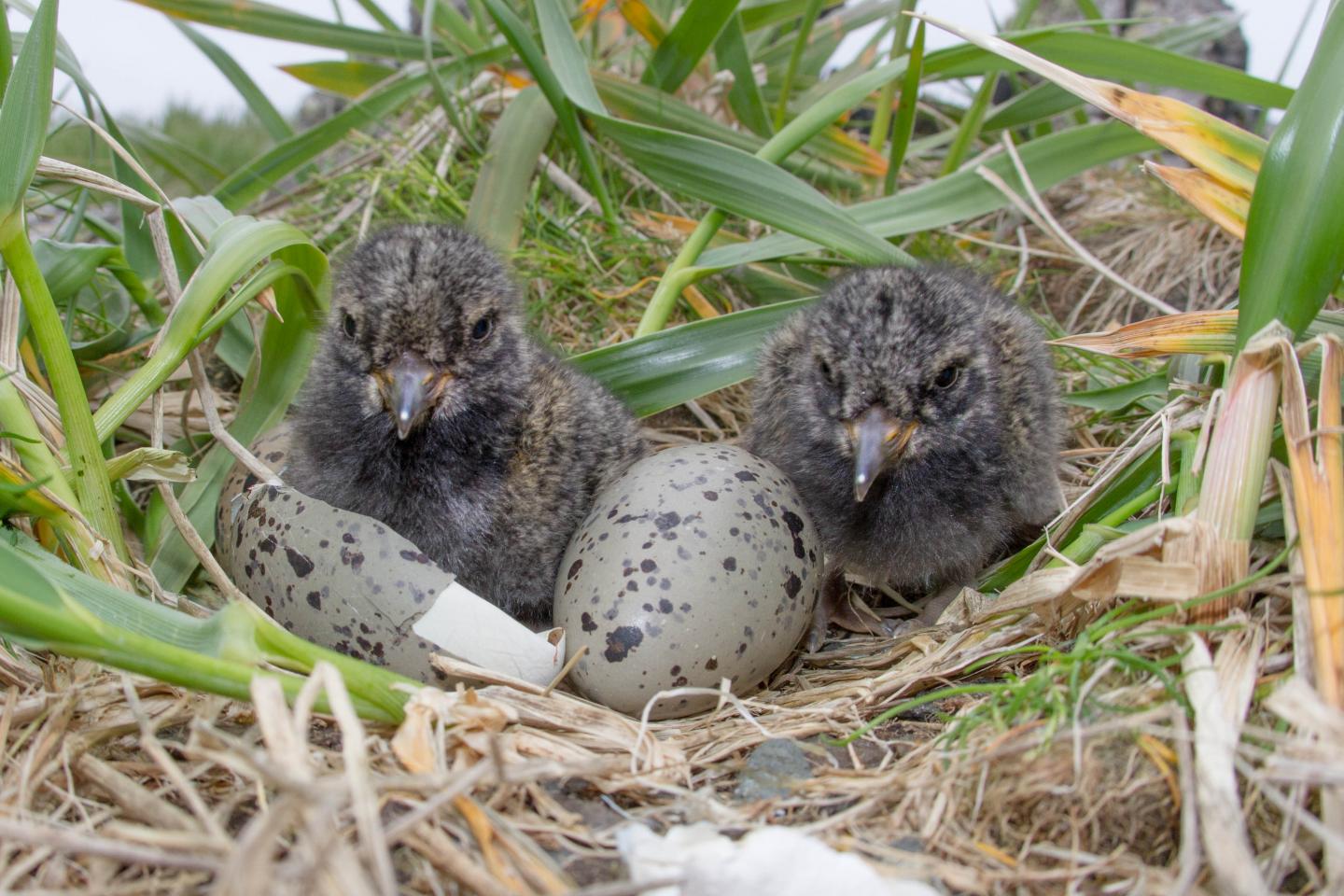 Black oystercatchers