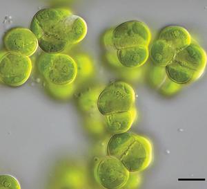 Microscope image of the multicellular alga Streptosarcina arenaria