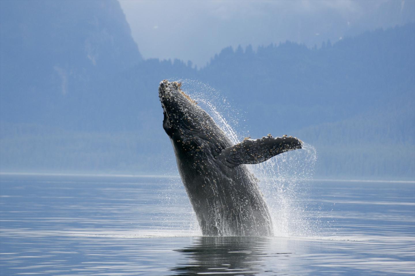 The blue whale genome reveals the animals' ex | EurekAlert!