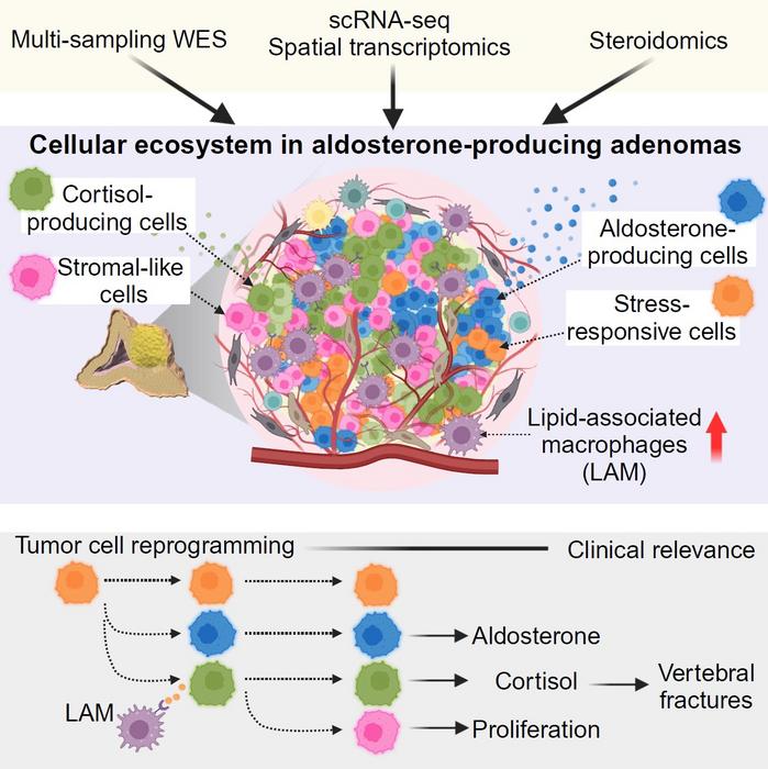 The hidden complexity of aldosterone-producing adenomas (APAs)