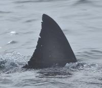 White shark dorsal fin