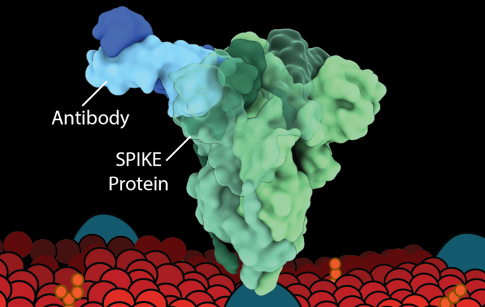 One of the newly discovered class 6 antibodies (blue) attaching to the SARS-CoV-2 spike protein (green) in a way that causes the spike to break up