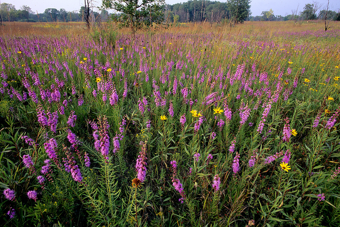 Intact prairie