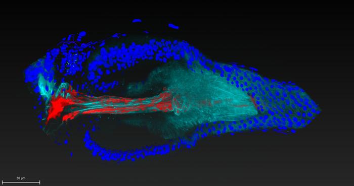 New technique could open the door to microbiome engineering