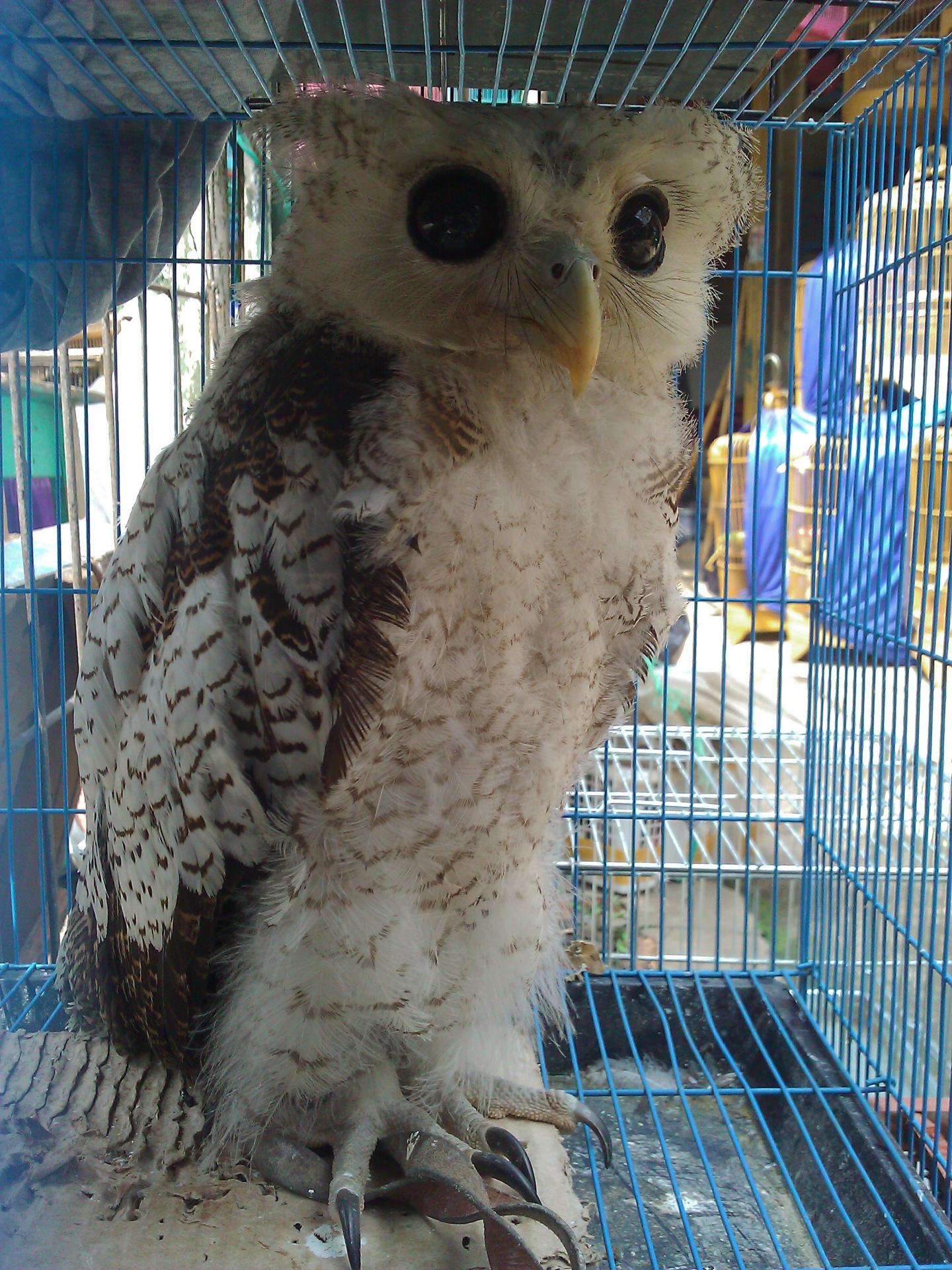 Barred Owl Indonesia
