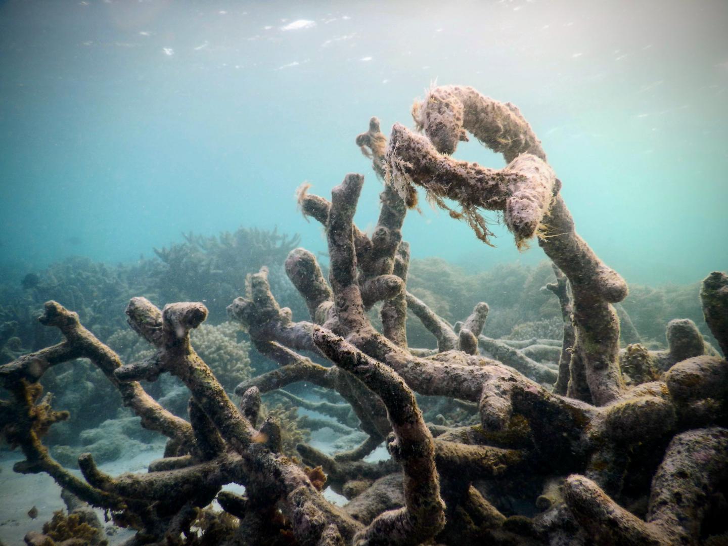 Dead Coral Skeletons and Degra [IMAGE] EurekAlert! Science News Releases