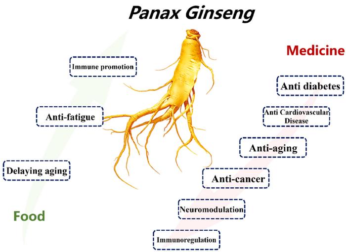 Schematic illustrating the application of P. ginseng in medicine and food