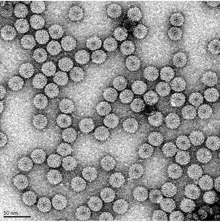 Brome Mosaic Virus virions