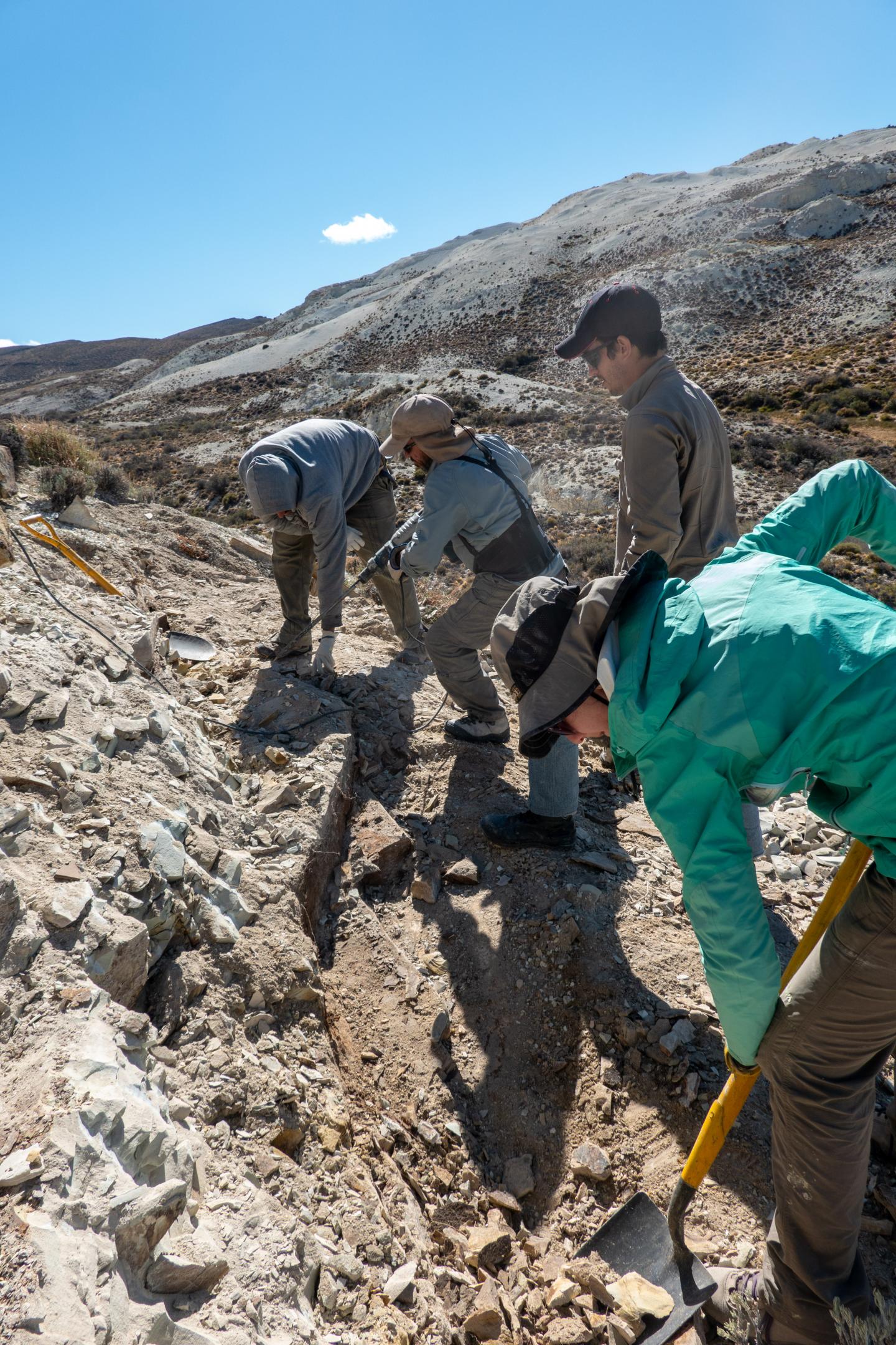 Discovery of Fossil Fagaceae in Patagonia Upends Plant Family Origin Story (2 of 7)