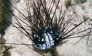 Fish feeding on a dying D. setosum urchin in the Mediterranean Sea