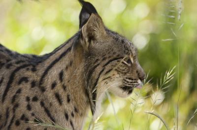 Iberian Lynx