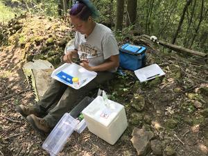Michelle Boone collects rusty-patched bumblebee samples