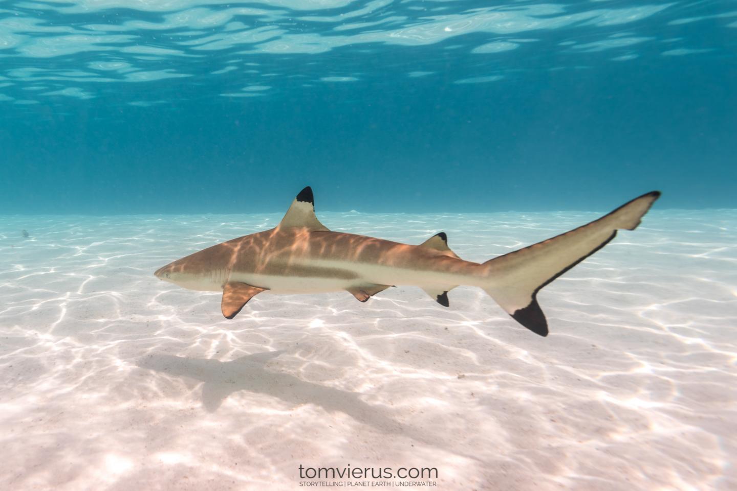 Life in the Shallows Becomes a Trap for Baby Sharks