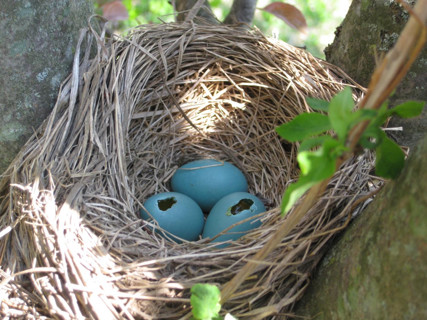 american robin nest