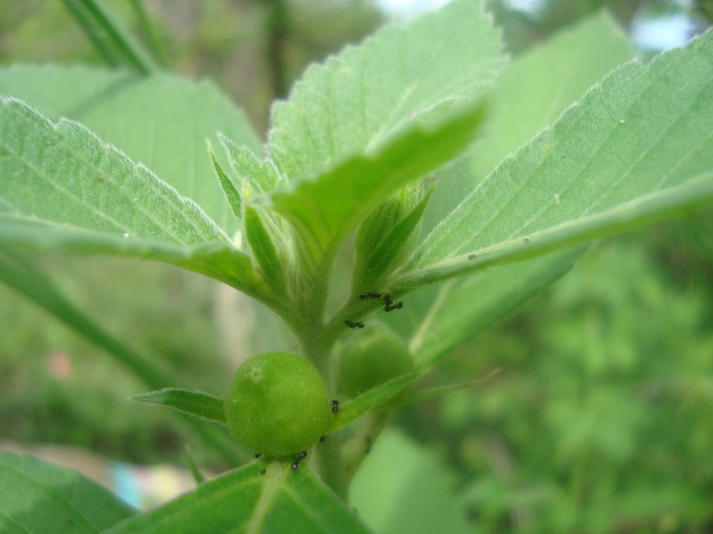 Ants are Shown on the Bud and Fruits of a Passionflower
