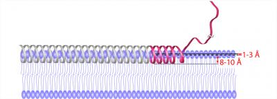 Structural Representation of Topology and Immersion Depth of Membrane-Bound Alpha Synuclein
