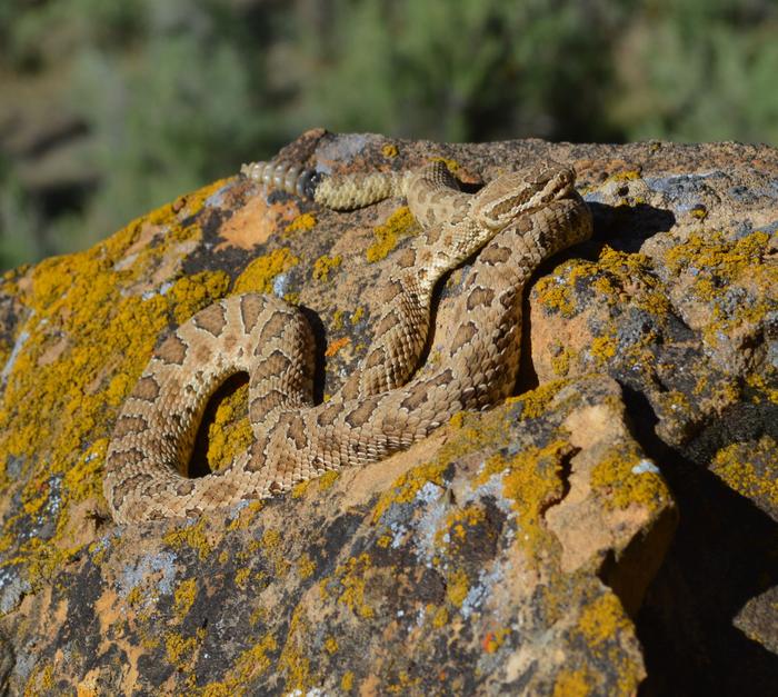 prairie rattlesnakes