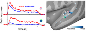 Two brain regions specialize at recognizing voices