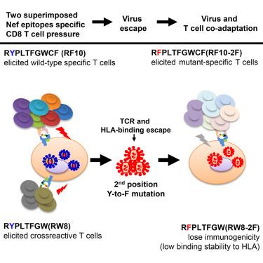 HIV Virus & T Cell Co-adaptation